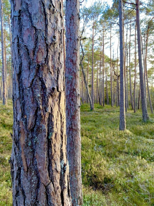 1. Metsa- ja põlendikuretk (gruppidele) - Image 2